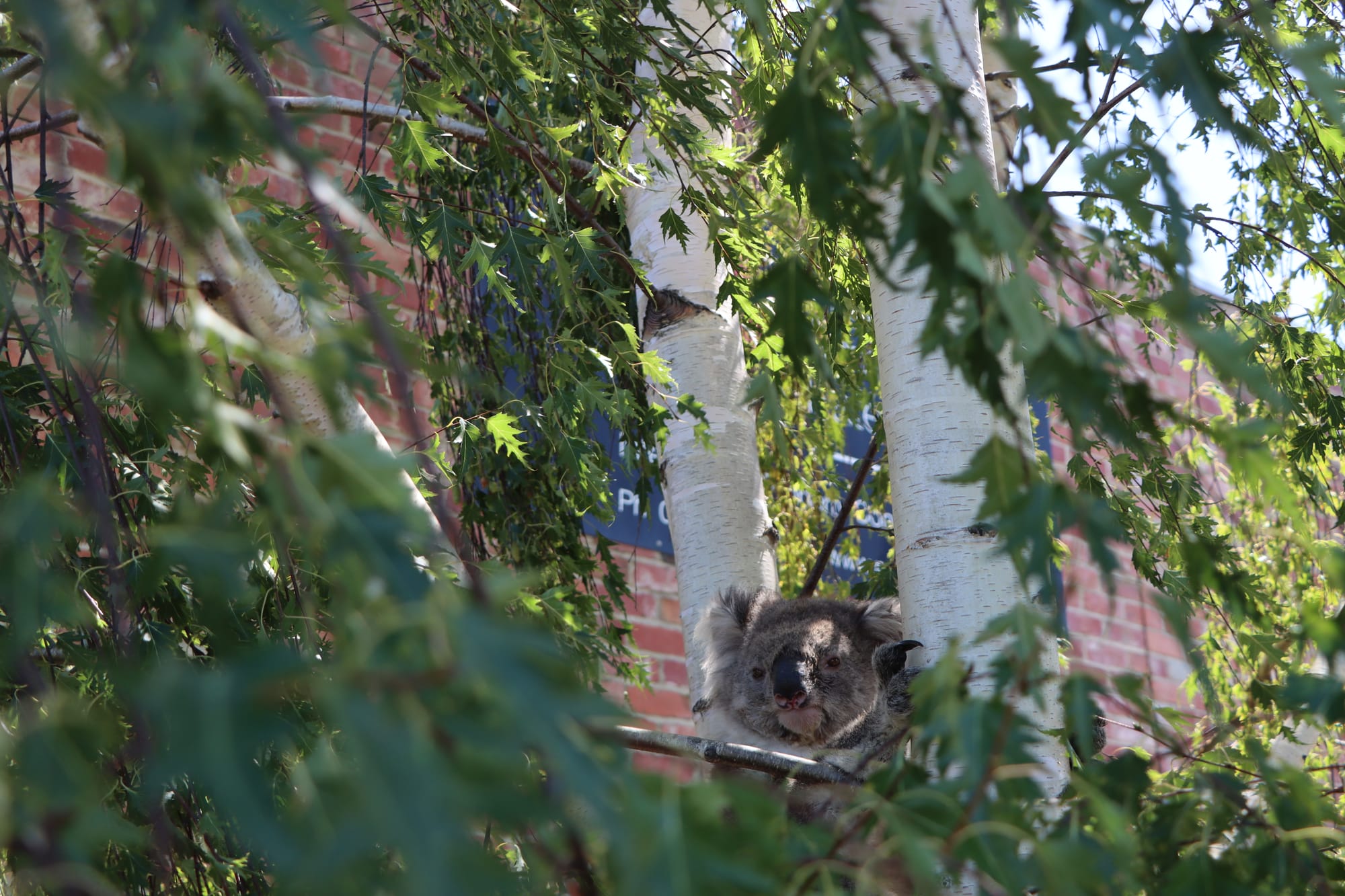 Frank takes a break from people, albeit not in a gum tree.  