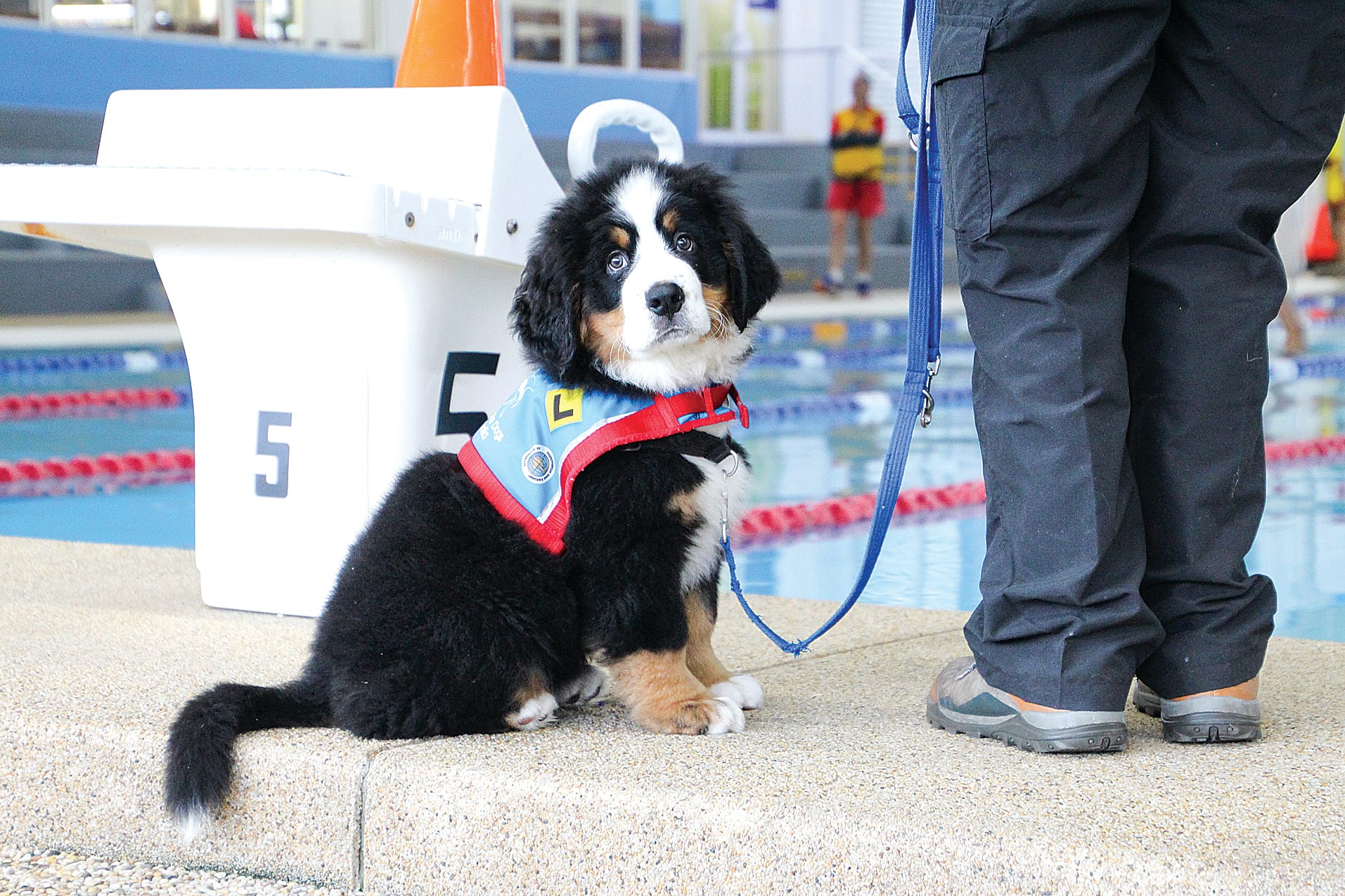 As a puppy Bernie was introduced to an array of scenarios during training.