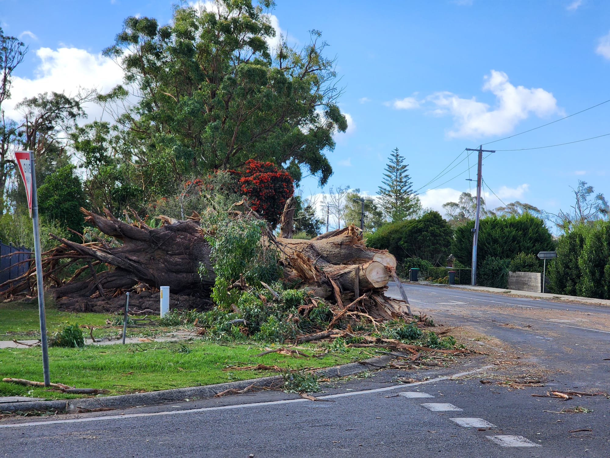 Locals have fought for the gum on the corner of Grand Ridge and Berrys Creek Road for over 20 years, but in two minutes the tree came down.