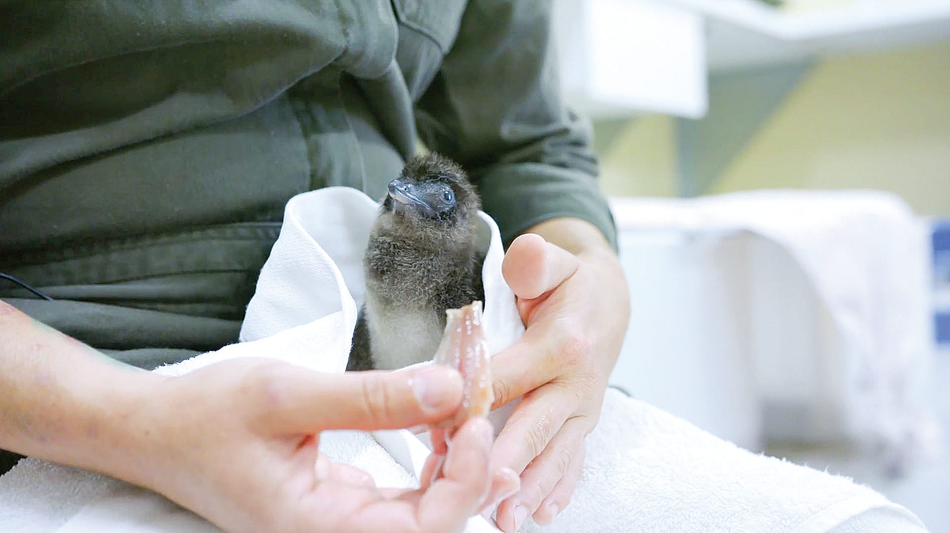 Nine penguins saved on Phillip Island
