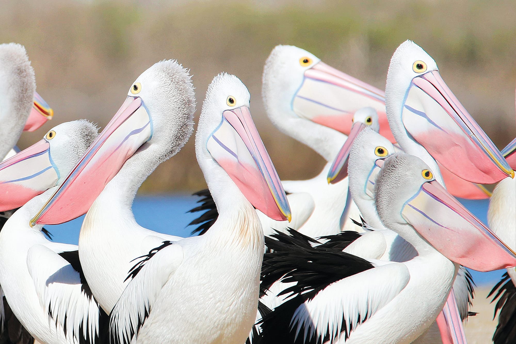 Another great pelican count