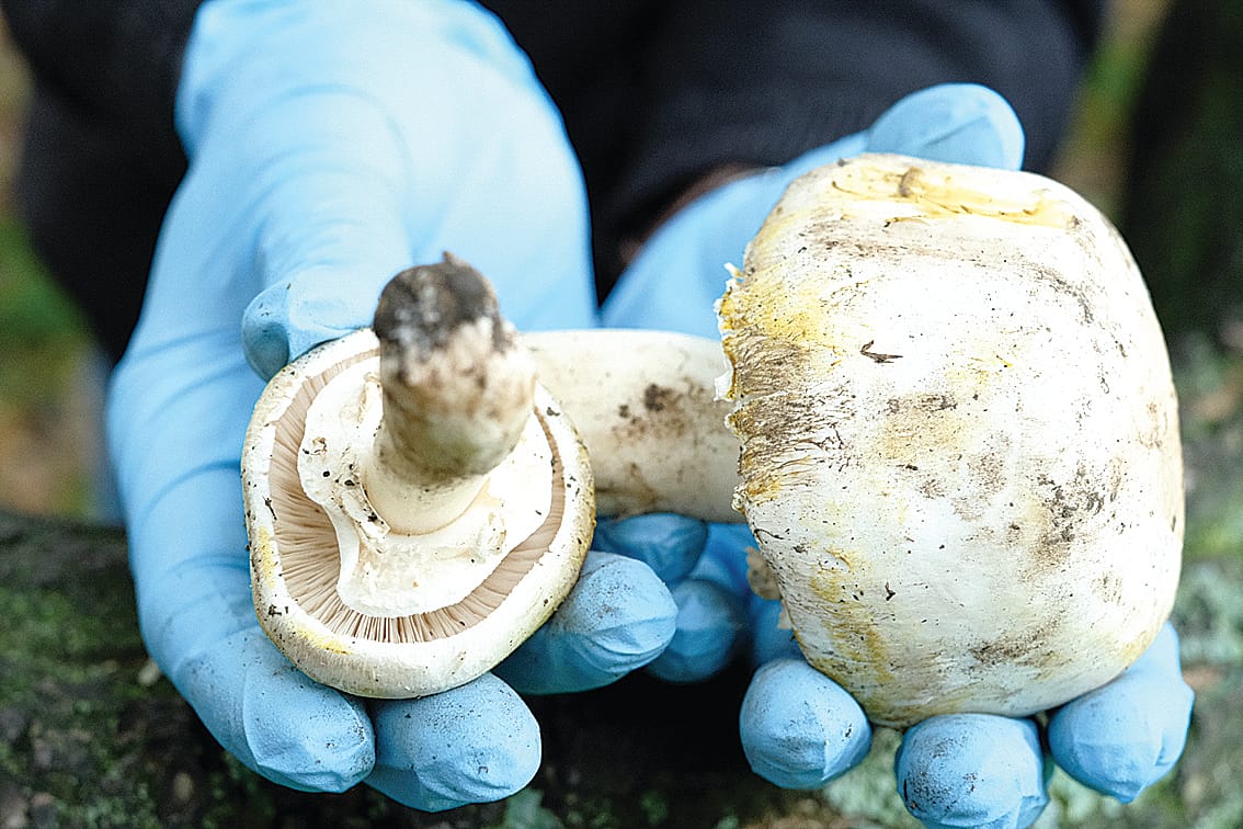 Ideal weather conditions see the poisonous Yellow staining mushrooms sprouting in regional Victoria.