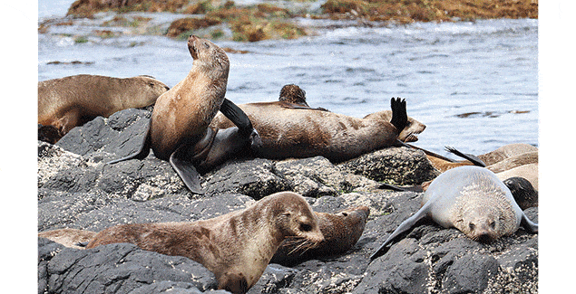 Crucial research to help understand fur seals