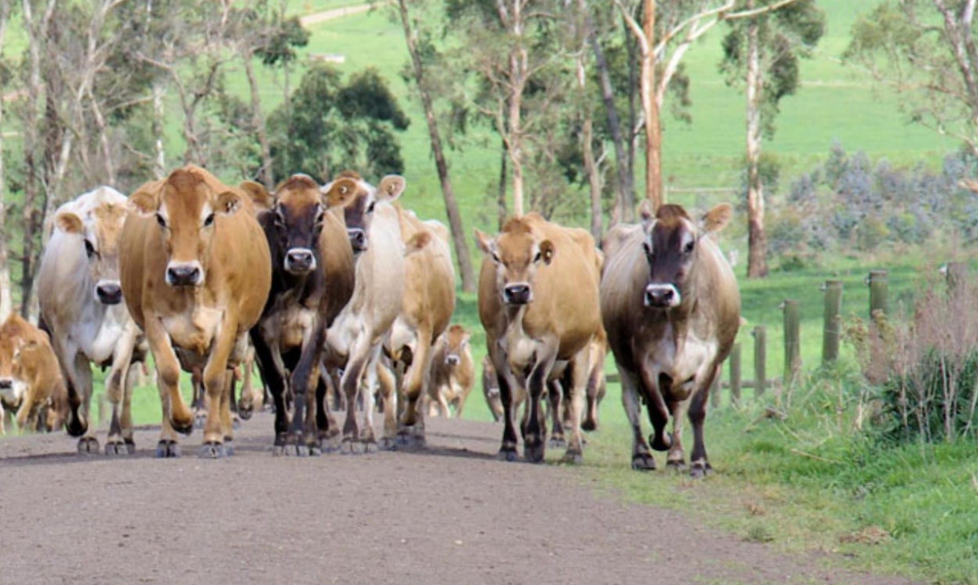Saputo, Burra neck and neck with revised milk bids