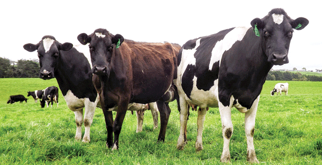Manage animal health issues as wet conditions linger