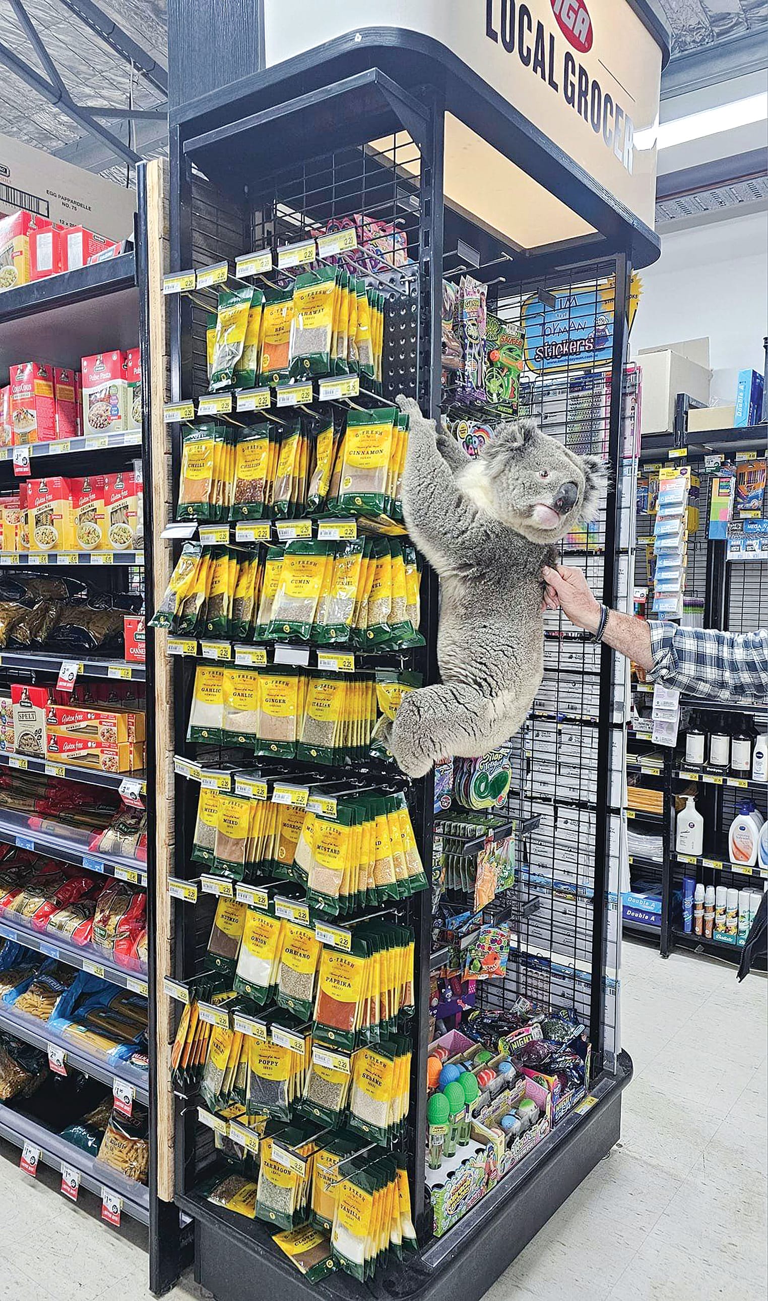Meeniyan IGA’s dried herbs and spices catch the attention of the visiting koala but he can’t find any gum leaves.