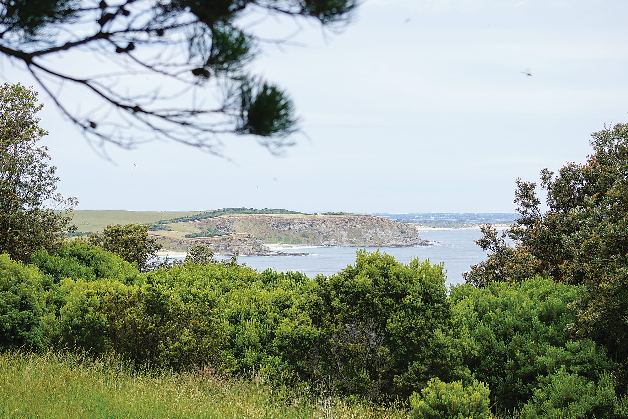 More trees across the shire