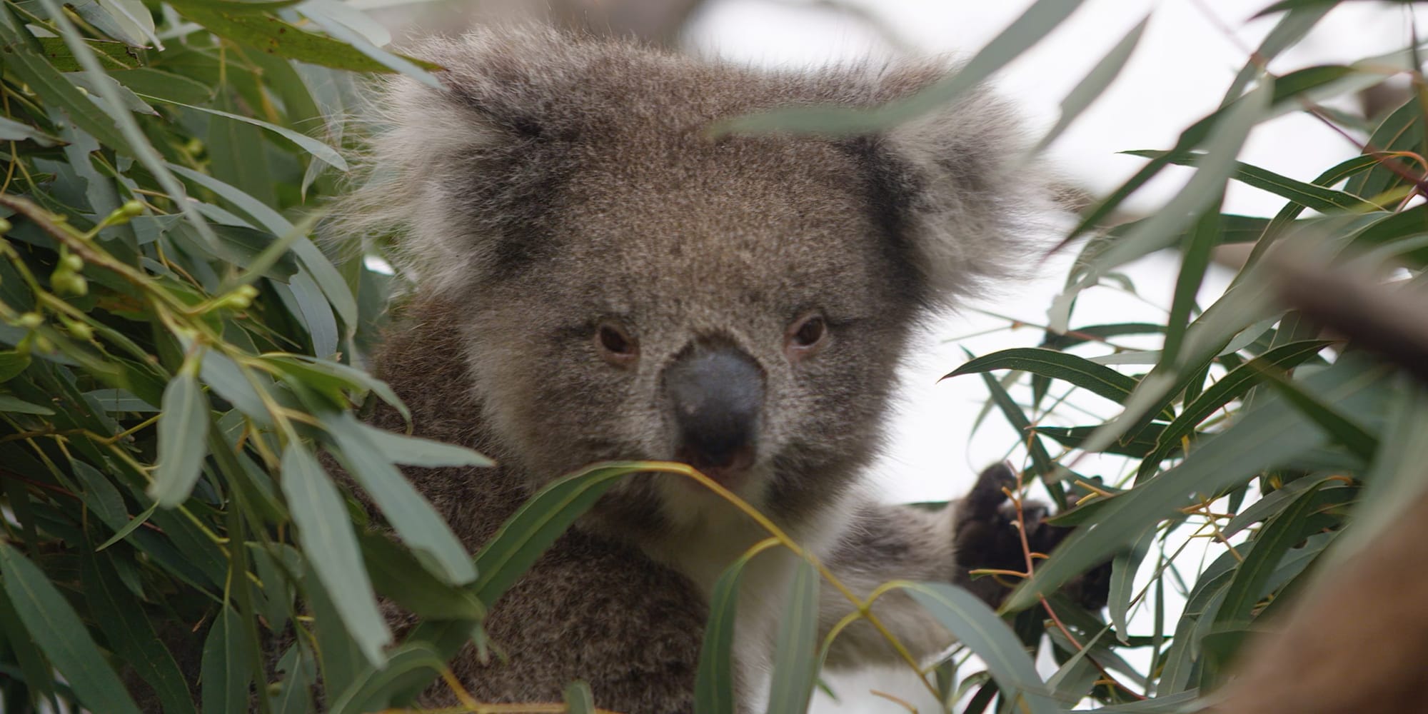 Strzelecki koalas relocated to SA for breeding program