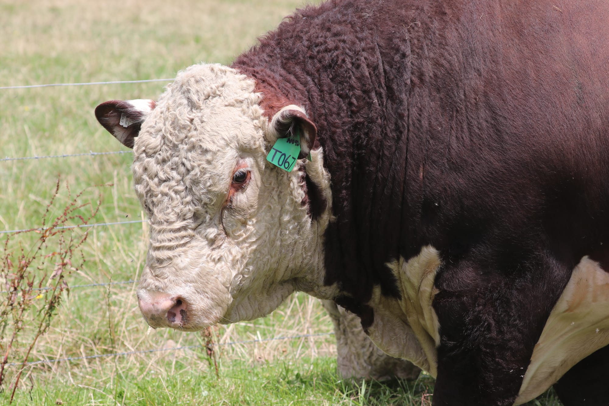 Tarwin Poll Herefords. Established in 1950. 