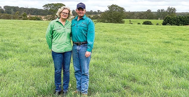 Savvy cocksfoot for sustainable farming