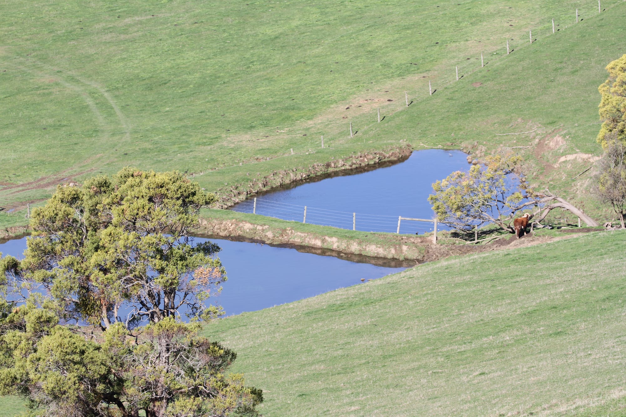 Rain welcomed by farmers across South Gippsland