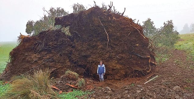 Mammoth tree victim of storm
