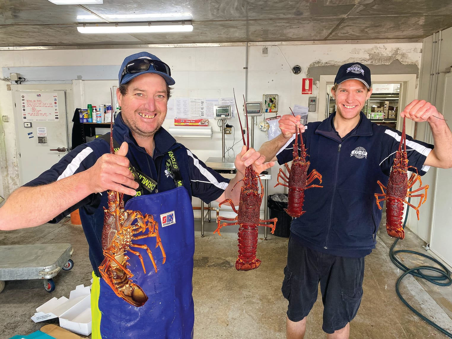 Lobster back on their menu, not ours!