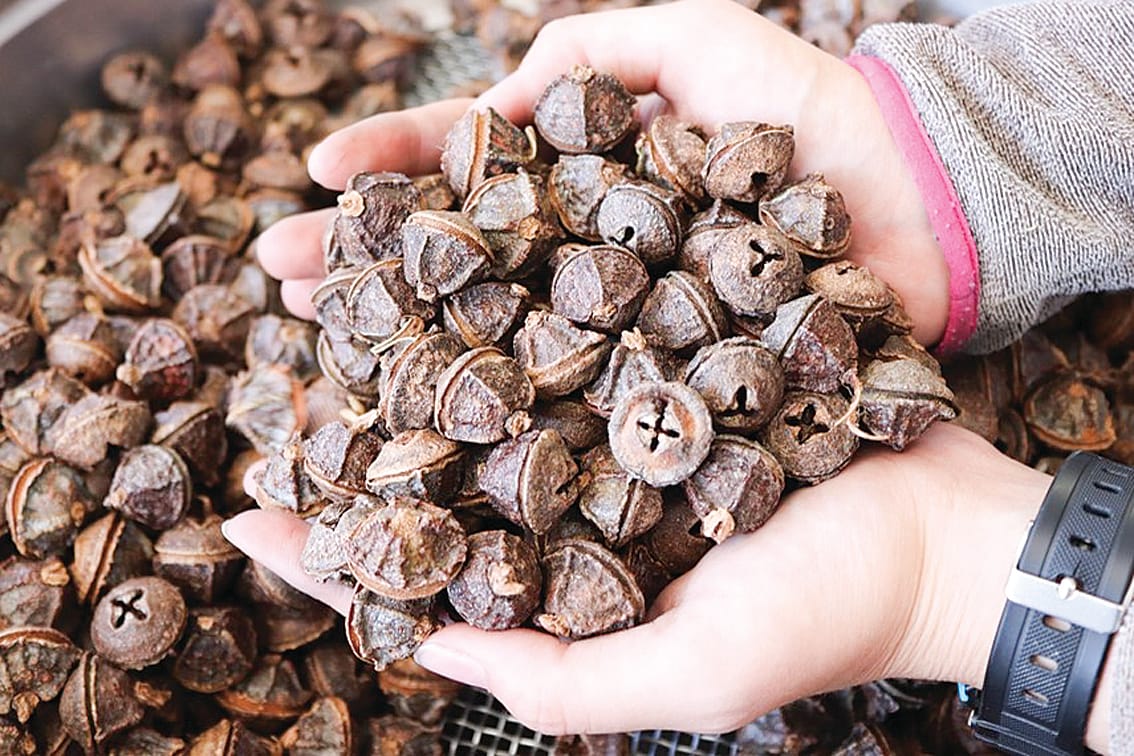 Restoring eucalypt forests at Wilsons Promontory National Park