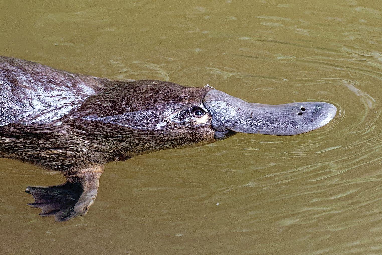 West Gippsland’s waterways home to threatened platypus
