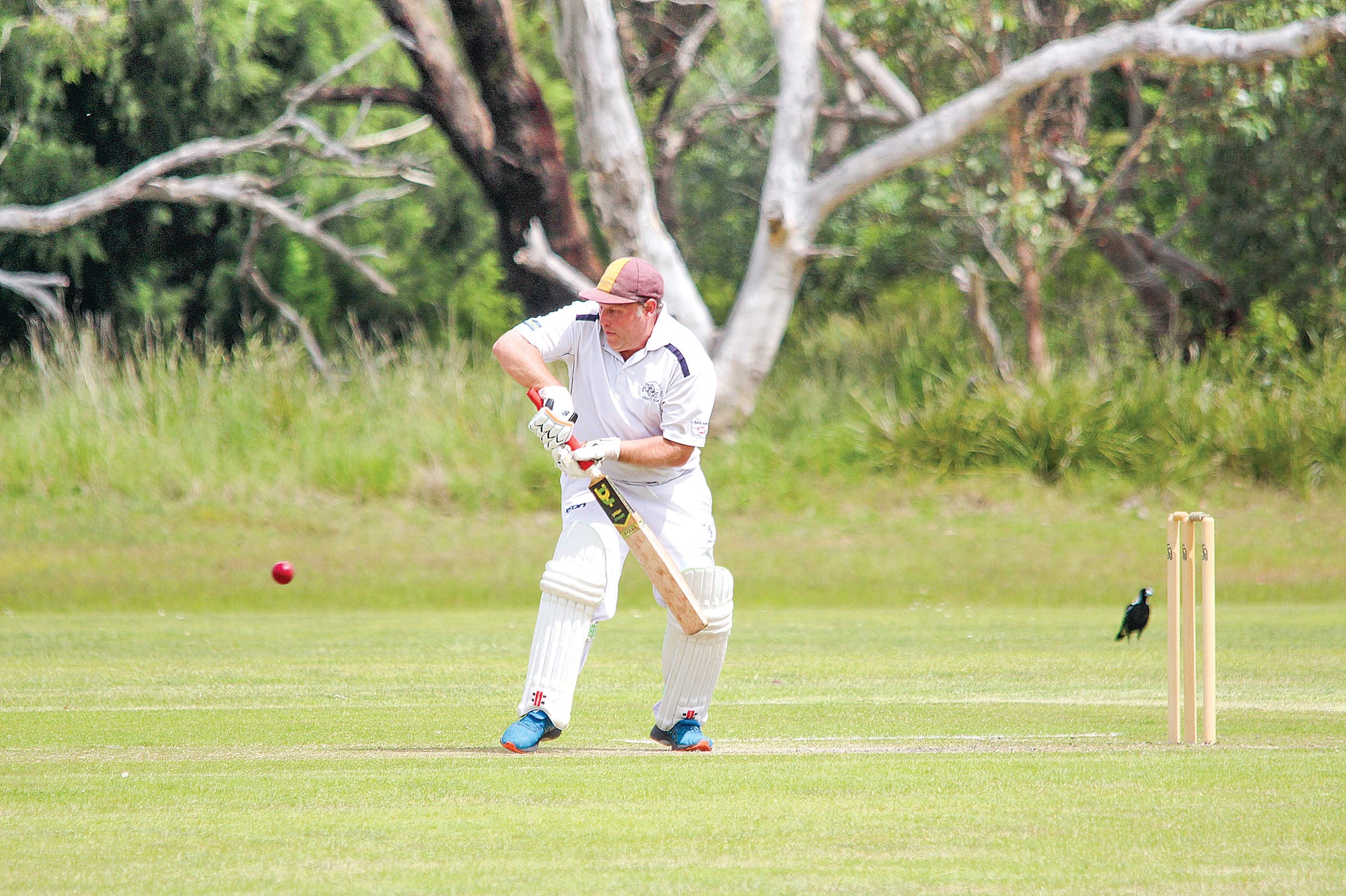 Sharks opener Steve McIntyre watches the ball closely before playing a shot at Thompson Reserve. 