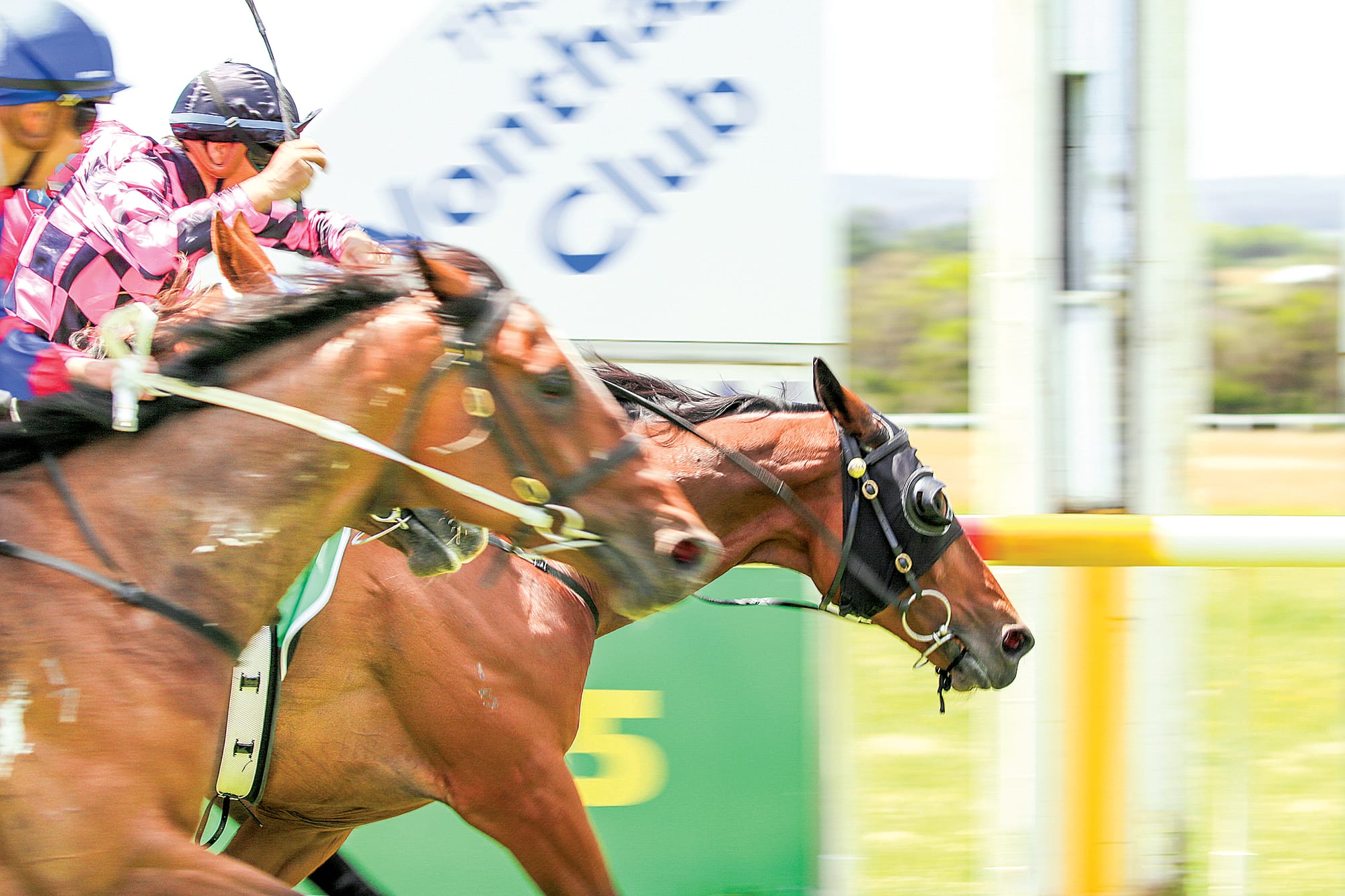 In an incredibly tight finish, Cerveau took home first in the Tom Wilson Memorial Handicap ridden by Leigh Taylor. Cerveau was followed close behind by Peace Process and Cheers Big Ears. C63_5022