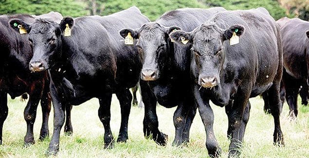 Incentives for sheep, cattle brains