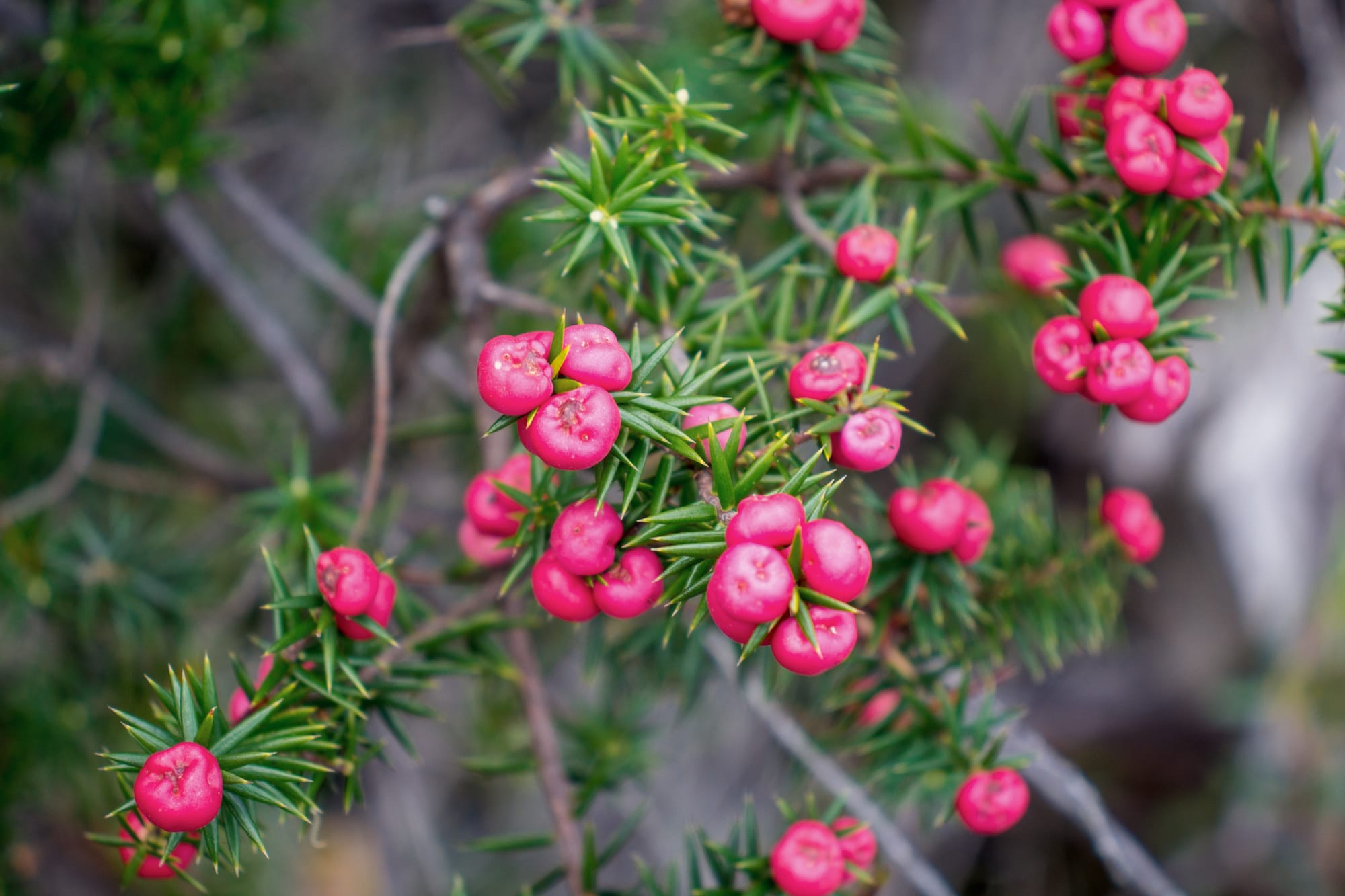 The crimson berry plant are prickly shrubs that only grow to two metres tall but can be hundreds of years old and&nbsp; produce spectacular red, edible berries.

