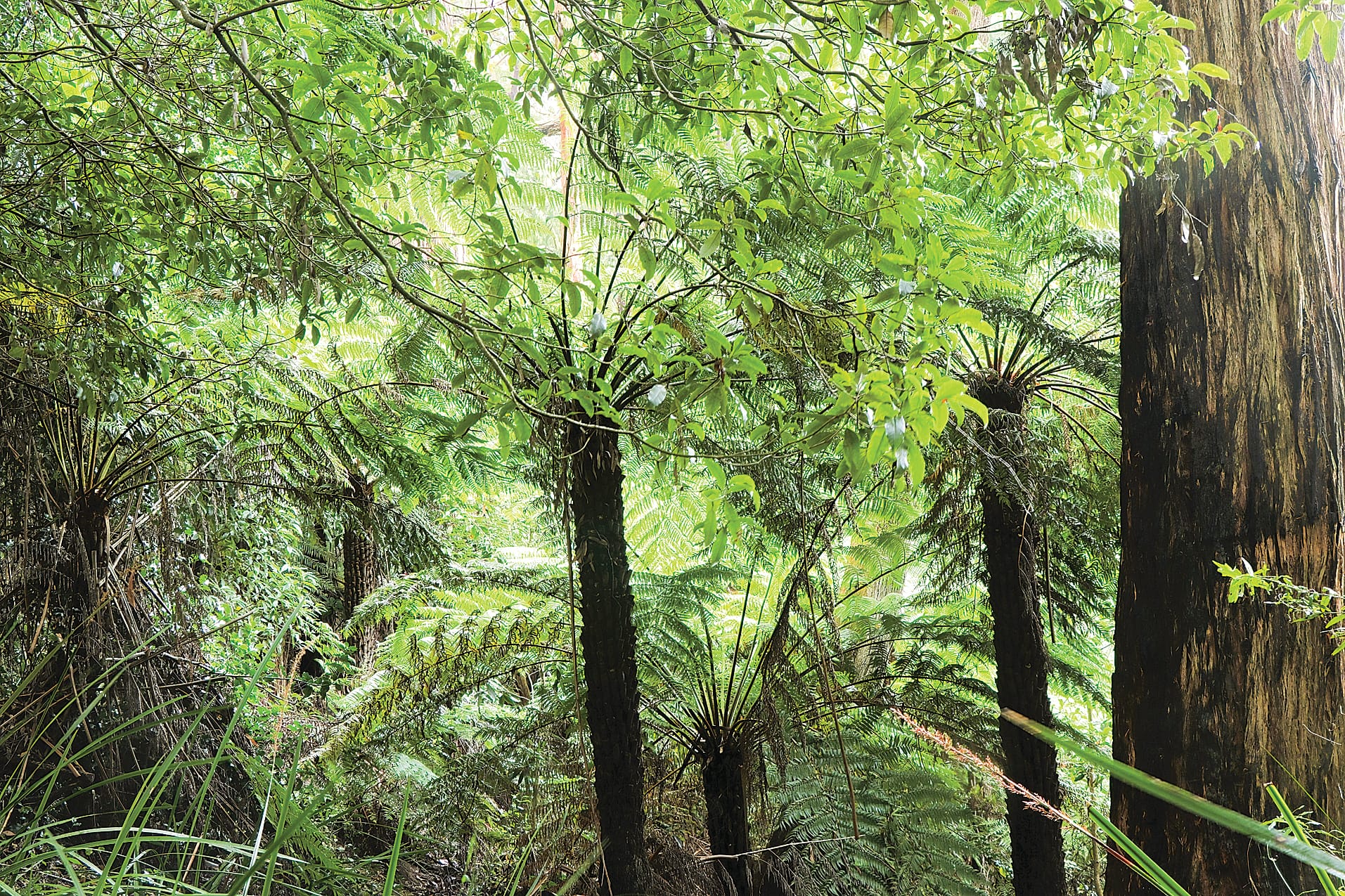Protecting Mirboo North’s precious forests