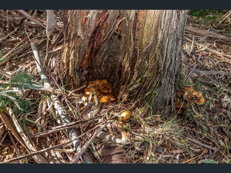 A real estate website, reporting on the sale of the 1ha Leongatha property linked to the incident of mushroom poisoning, for $260,000 carried this photo, depicting mushrooms among seven promotional photos.