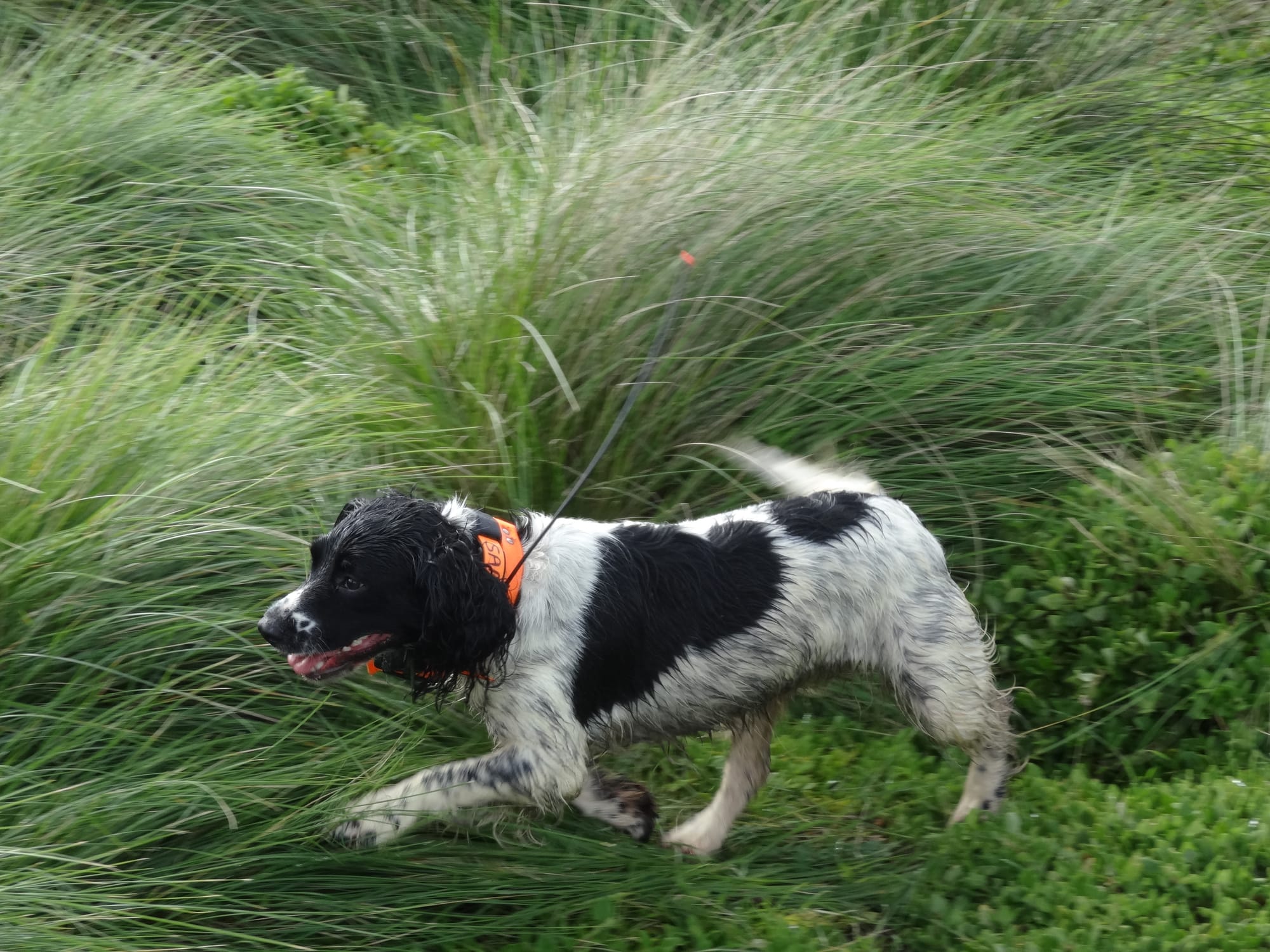 Phew, fox threat removed from Phillip Island