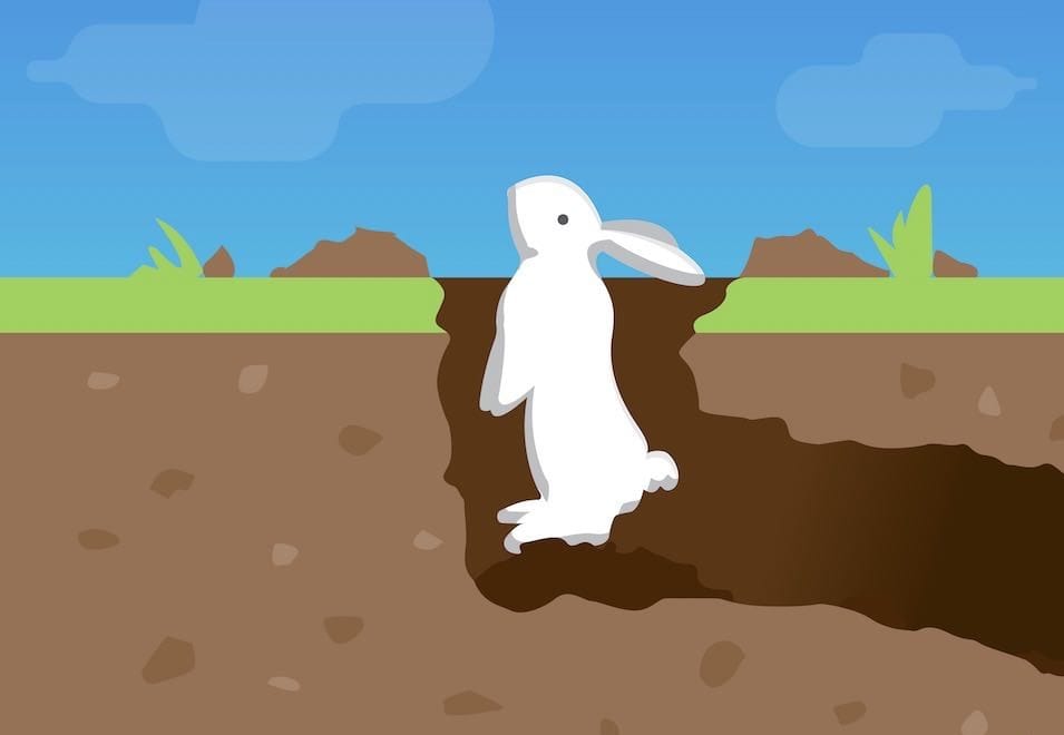 Here’s help with rabbits for Island residents