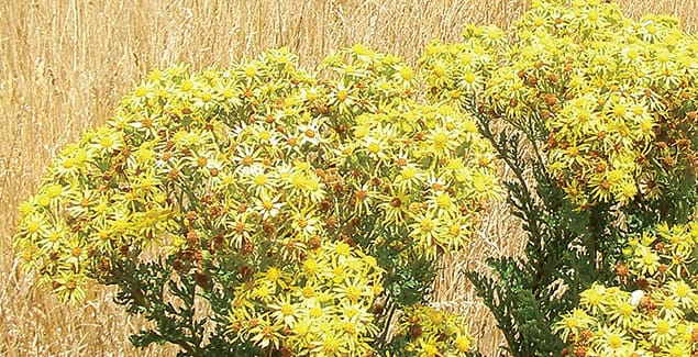 Spring into action against weeds