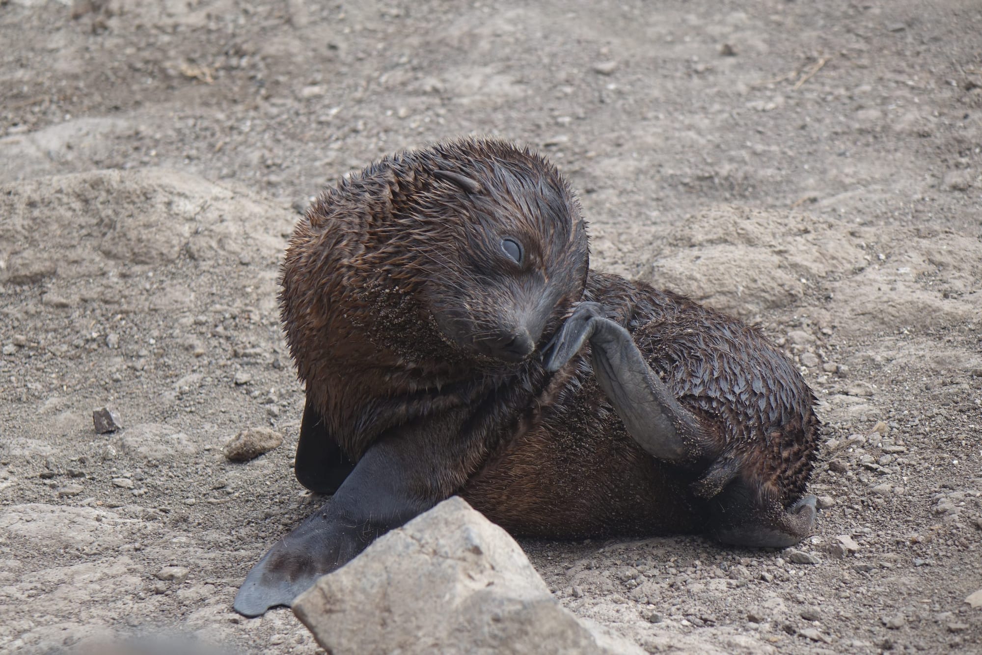 Startling results for seal census