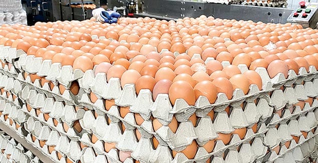 Help shape future of egg industry
