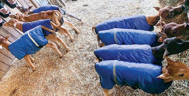 Calves in need of a home