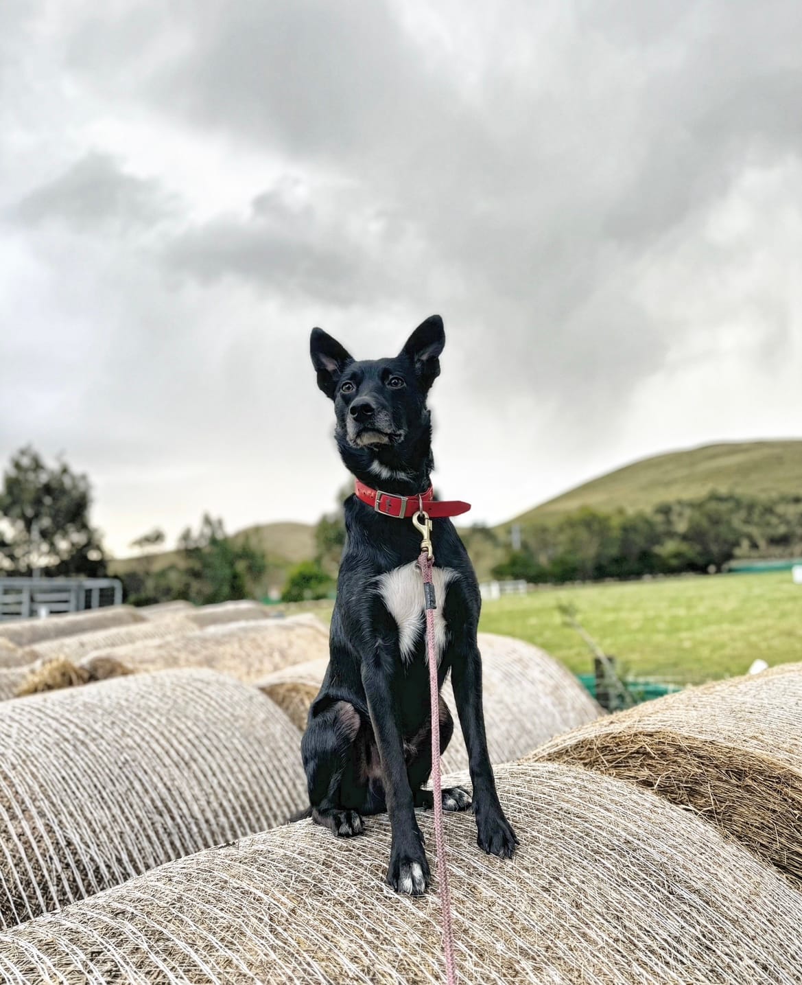 Rescue dog, Bundy, takes on the ultimate test of working dogs