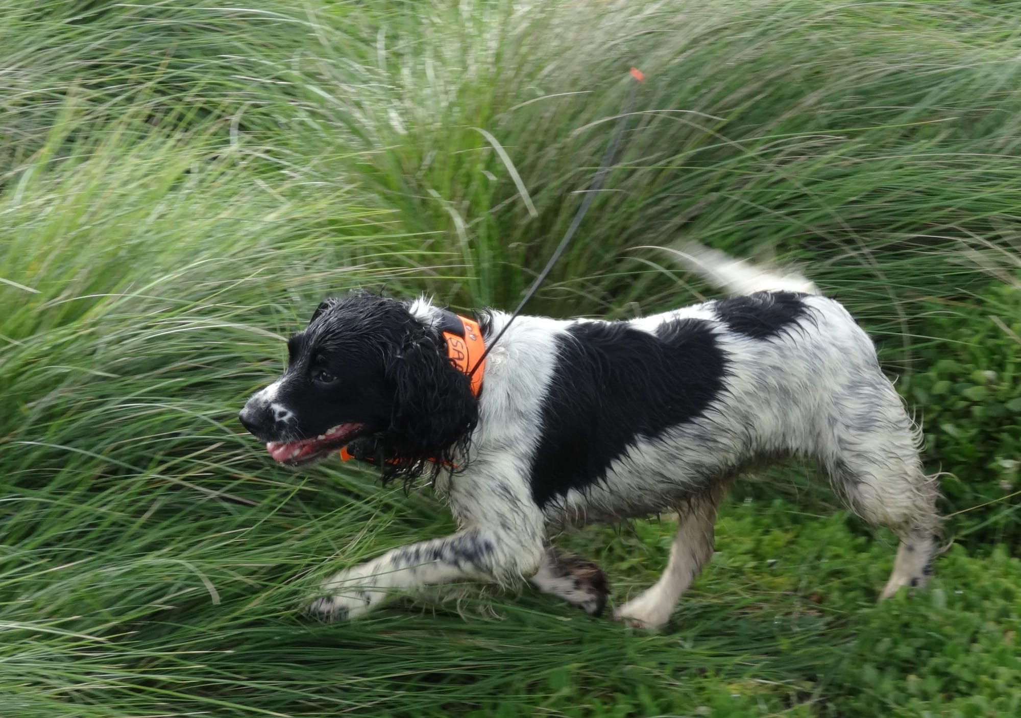 Jazz on the trail of Phillip Island’s fox
