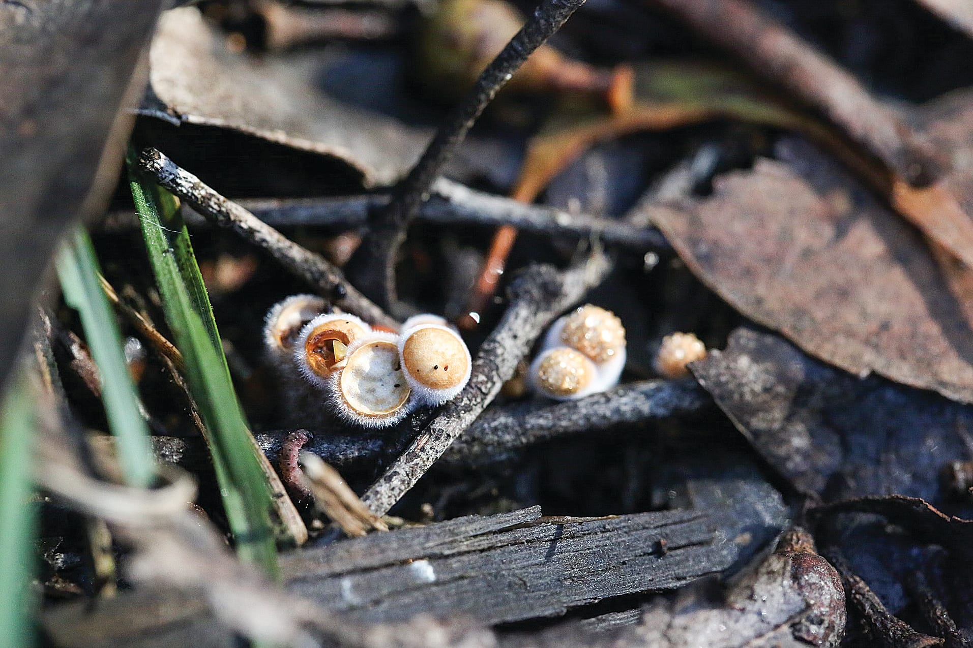 Fascinating fungi in Mirboo North