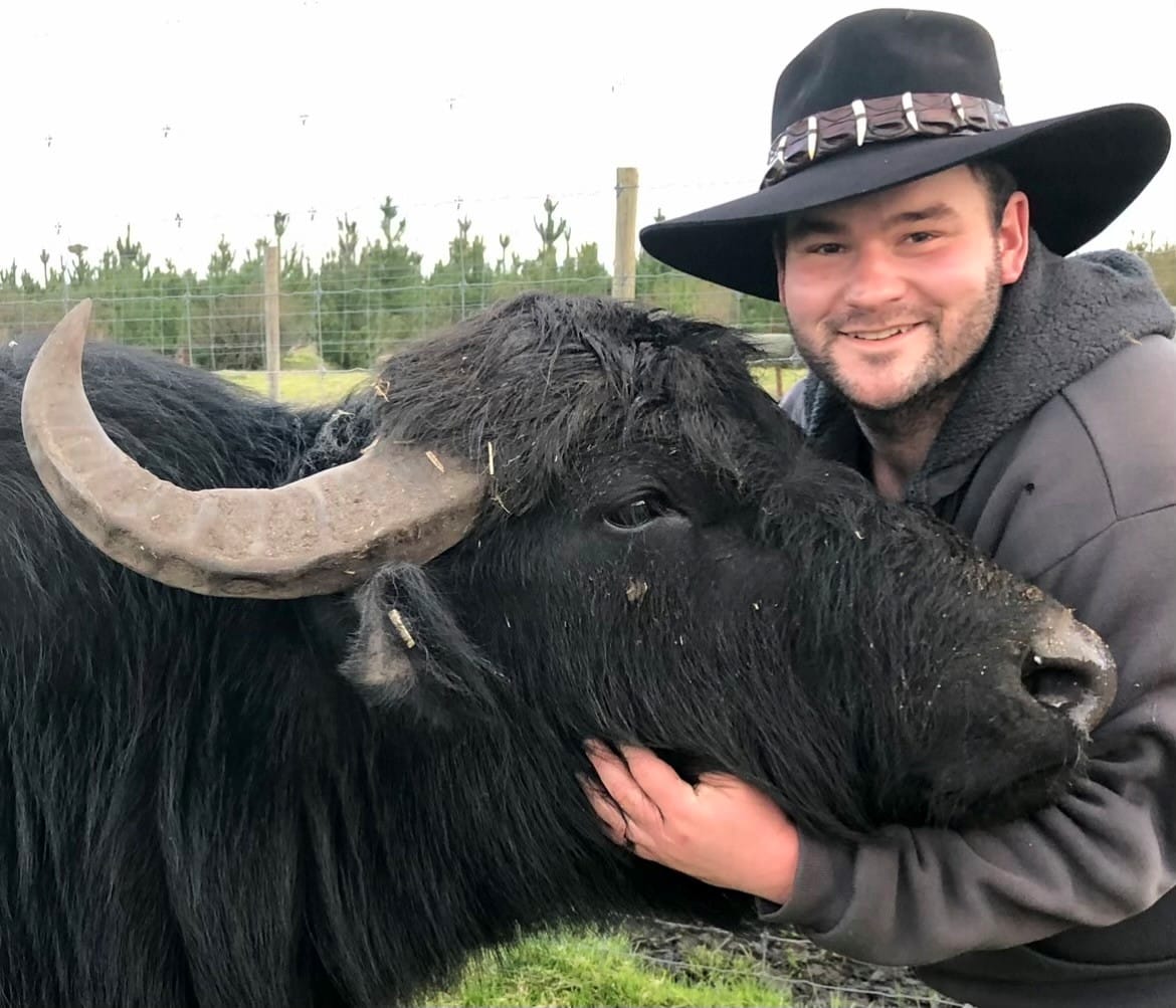 Why it’s buffalo time at Giffard West.