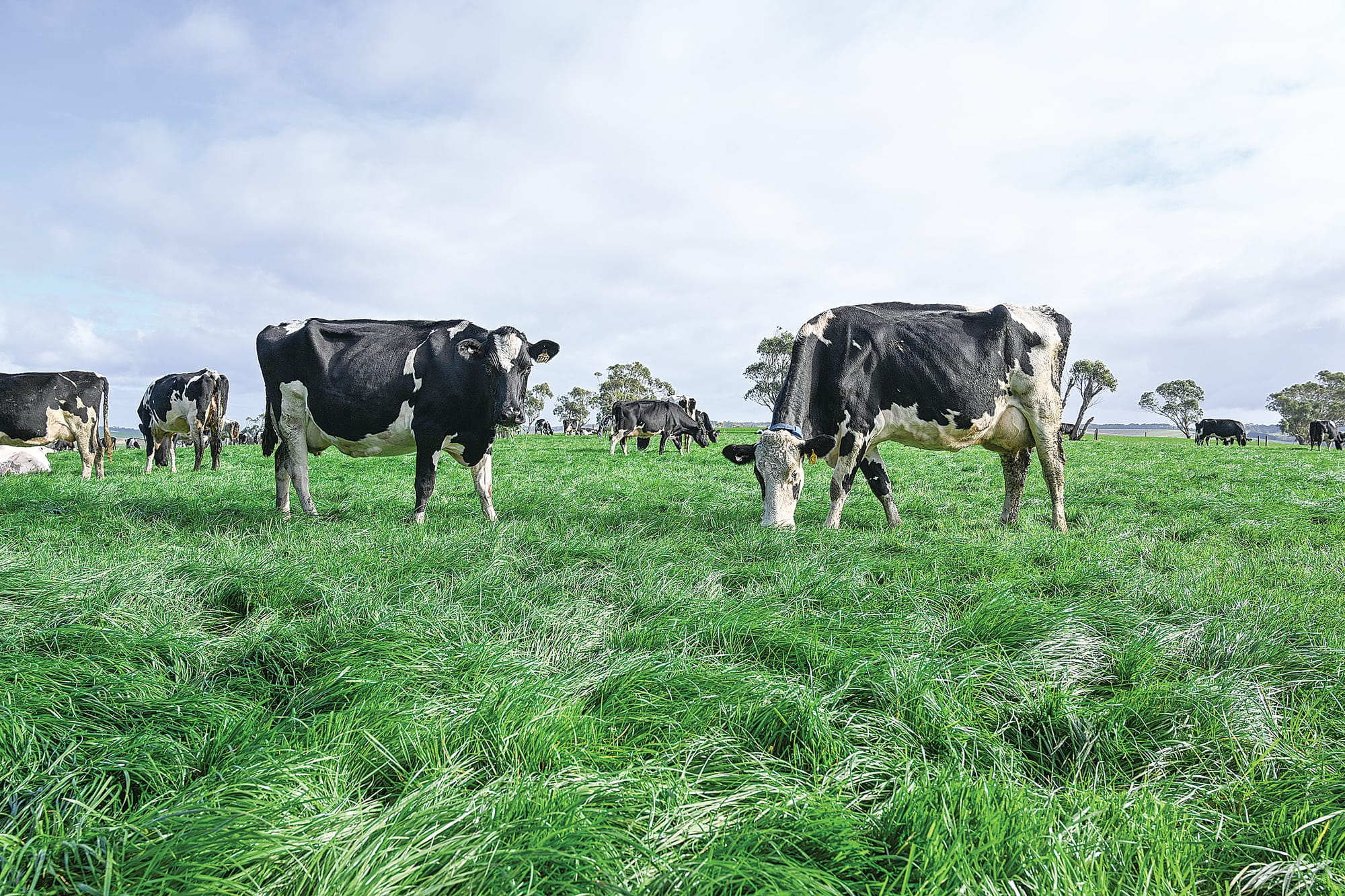 FVI helping dairy farmers profits