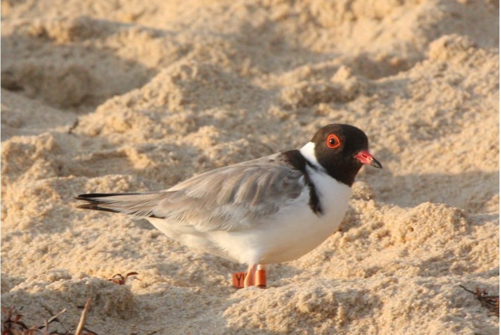 Volunteers are needed to monitor the vulnerable Hooded Plover from Undertow Bay at Cape Paterson to Harmers Haven.