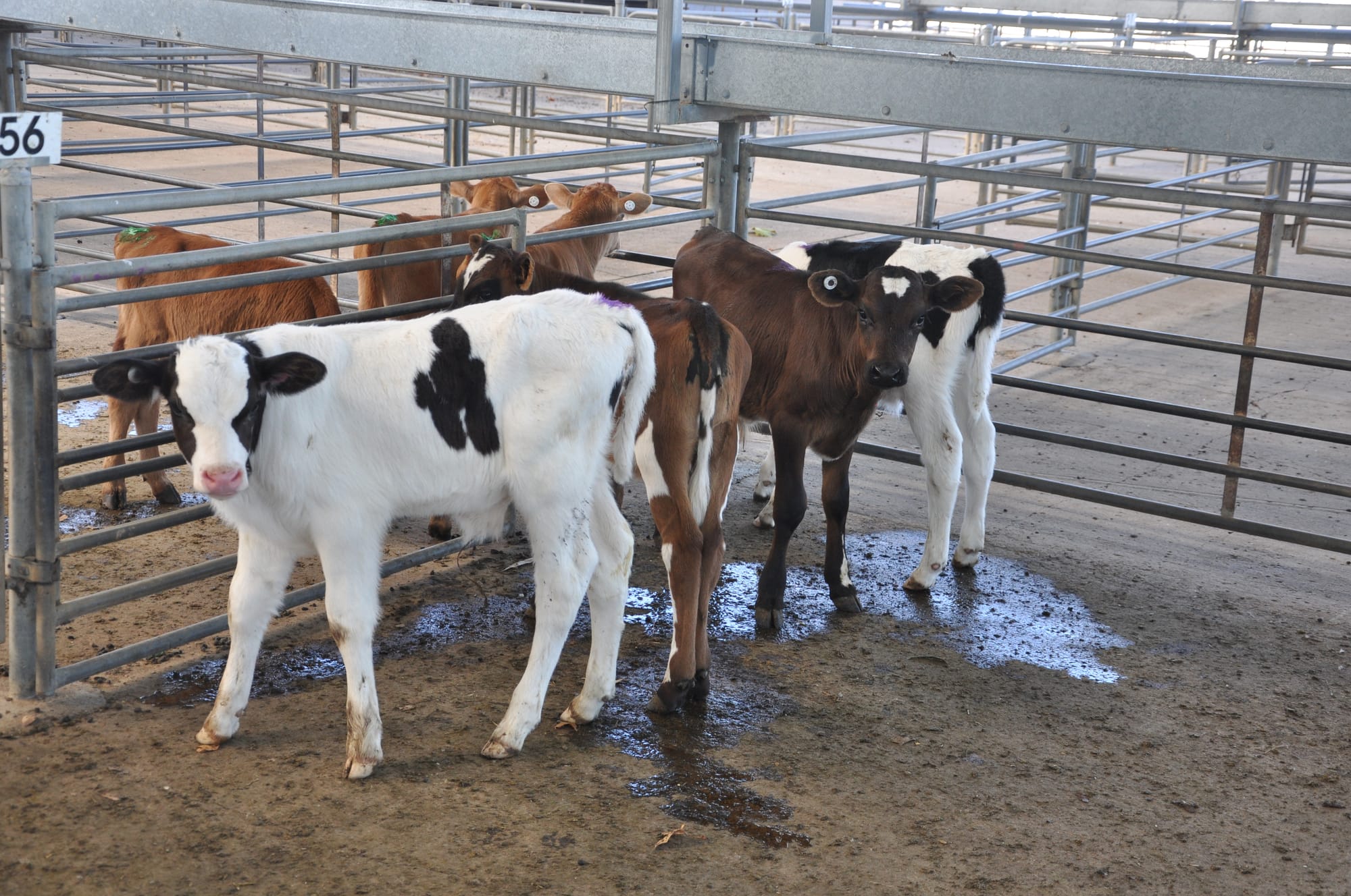 Handle with care: bobby calf transport requirements