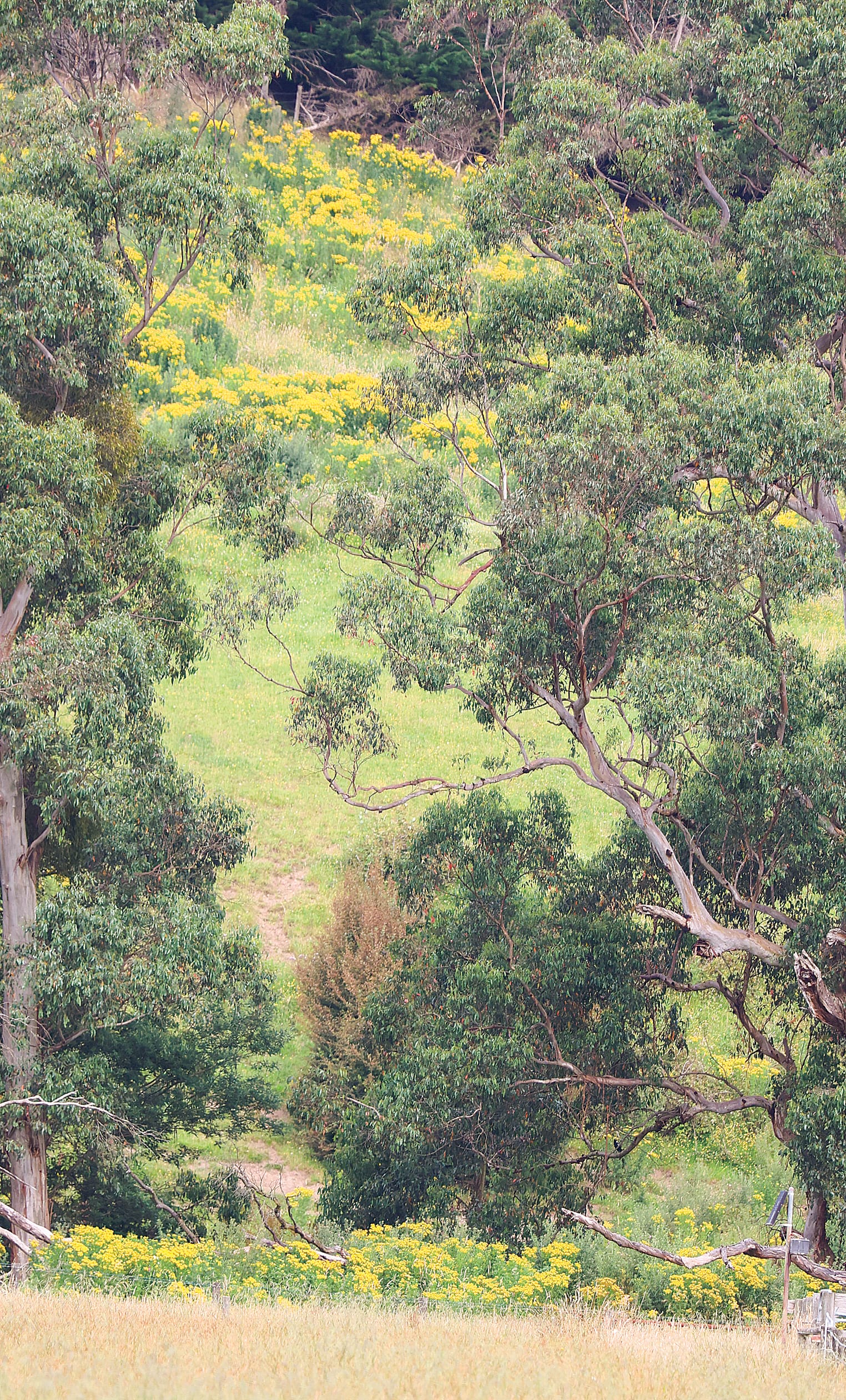 This infestation of ragwort, on privately-owned land just outside Poowong has raised the ire of nearby landowners.