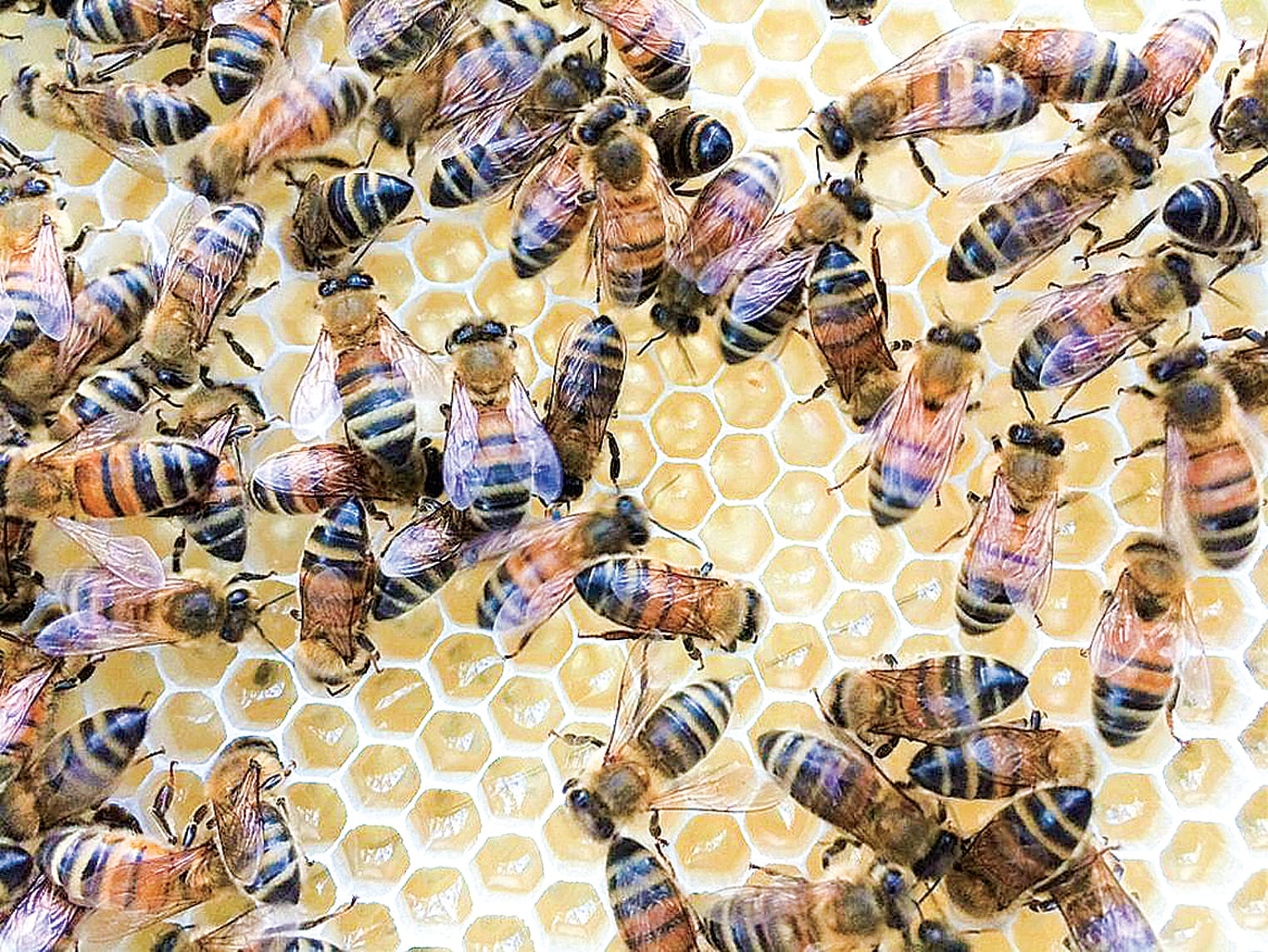 “Buy a Bee” to help devastated beekeepers