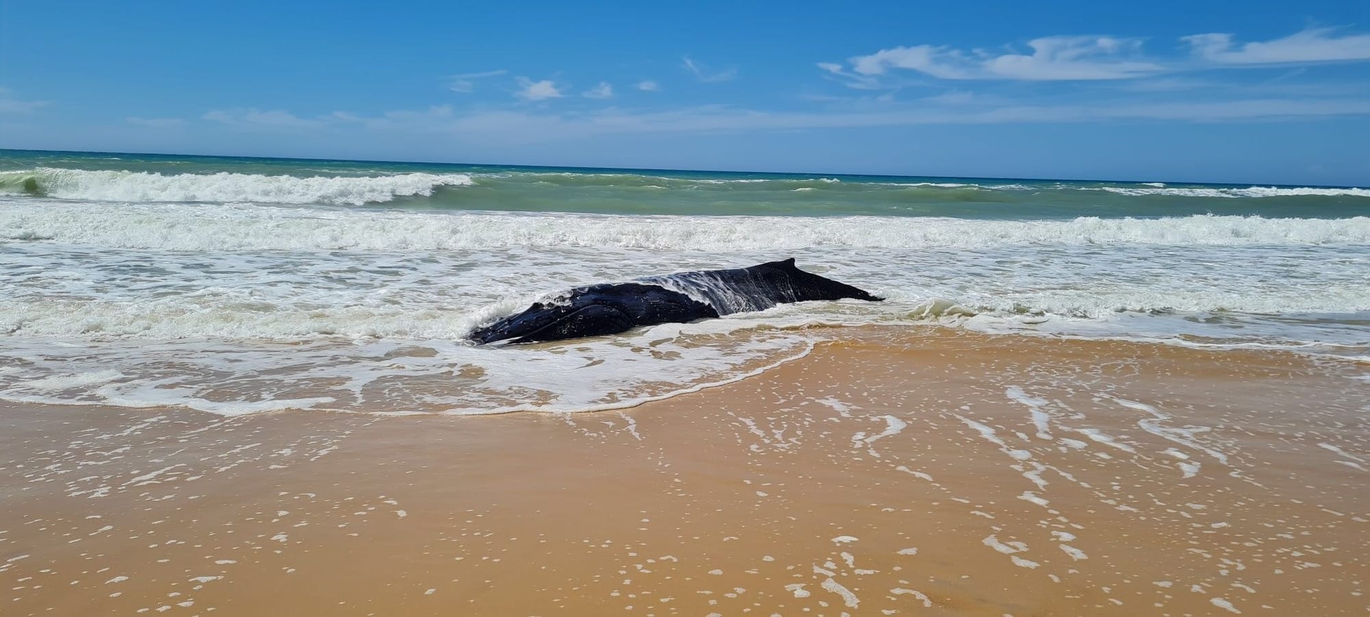 Euthanasia ‘only option’ for whale washed ashore