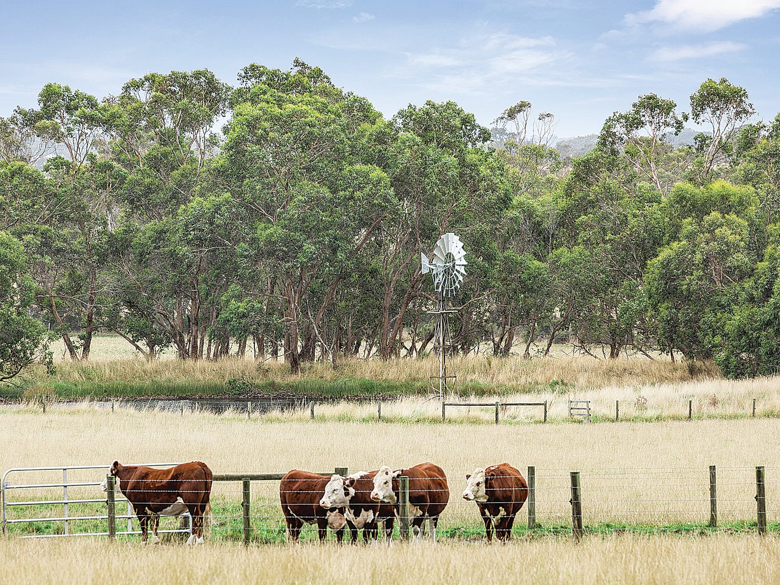 New emergency levy prompts South Gippsland to cut farm rates