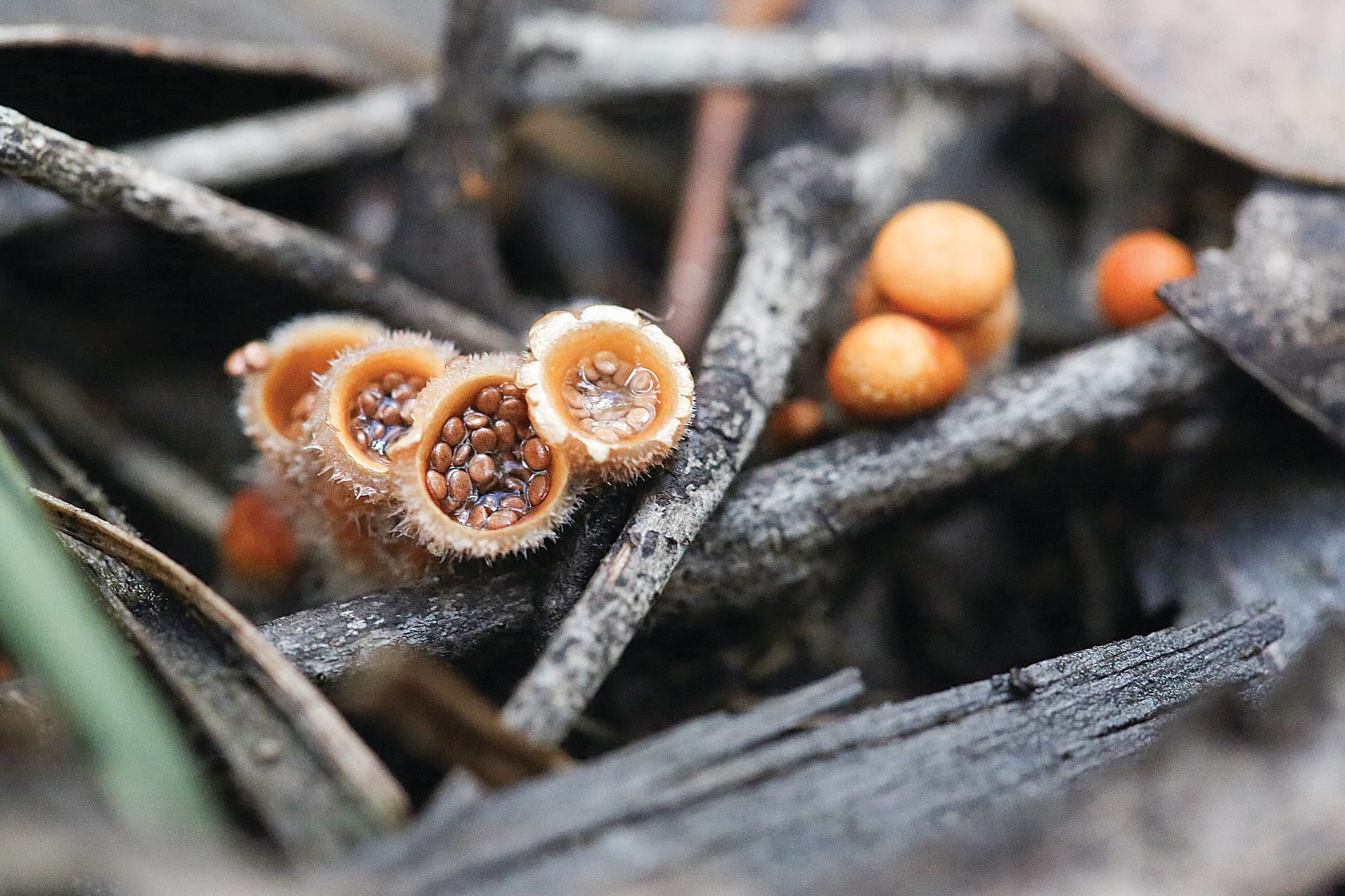 Grace’s stunning shot captures the open Bird’s Nest Fungi in Mirboo North.