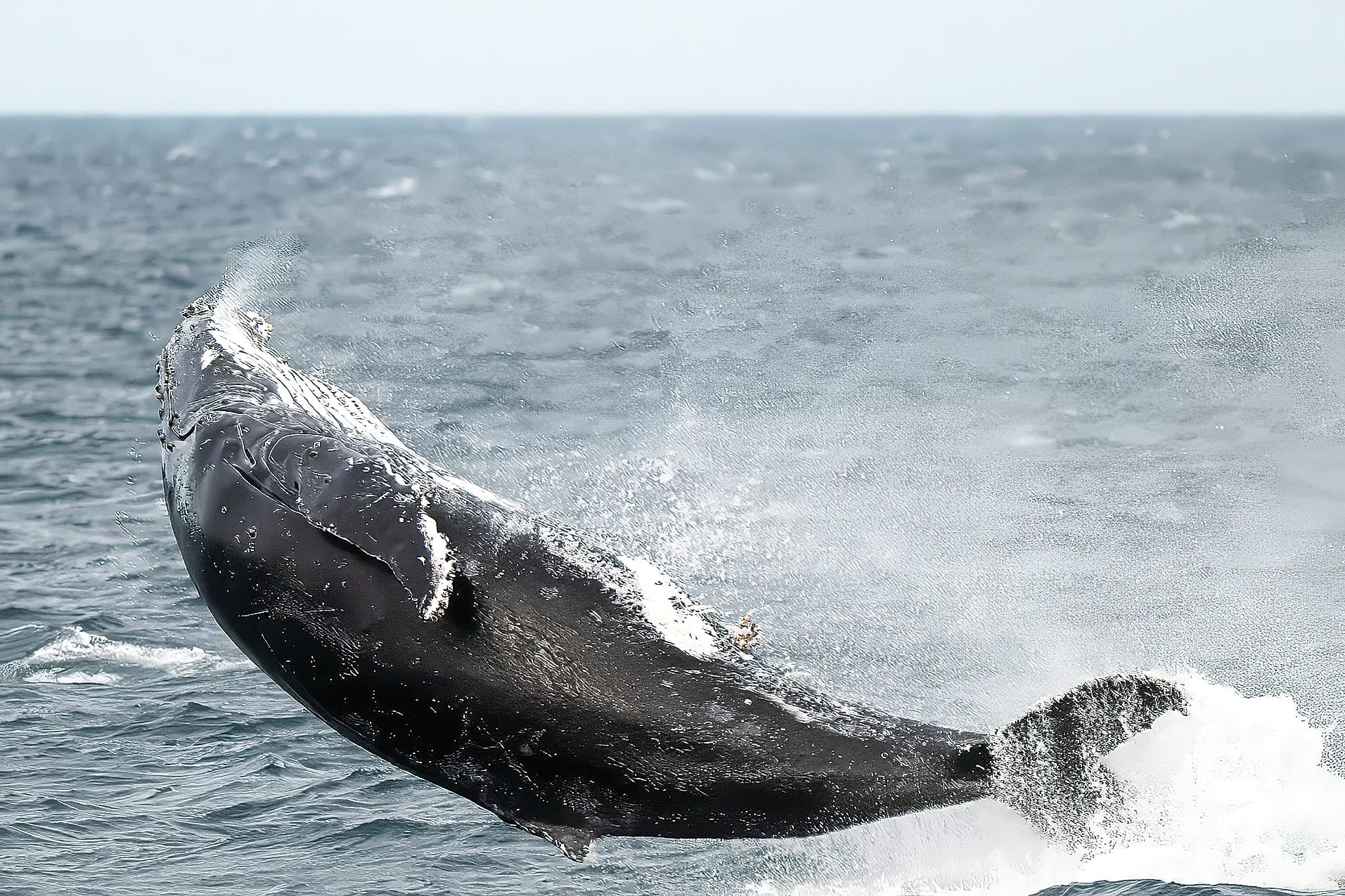Whales watchers on the look out