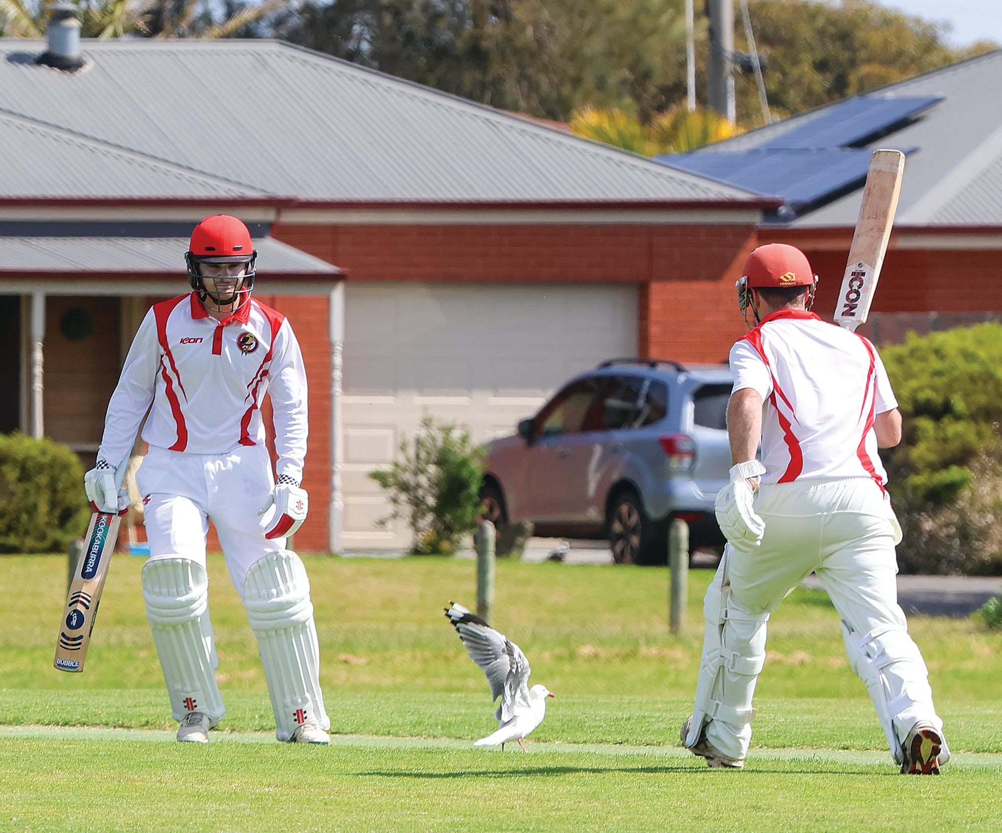 A pesky seagull appears to obstruct Nerrena batsmen Darcy Berryman and Tim Wightman as they attempt to get the redcaps’ run chase back on track at Newhaven in A Grade Division1 on Saturday.