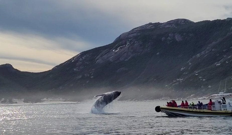 Whale or something washed up on Oberon Bay