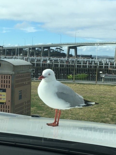 Compliance blitz sees Island café charged