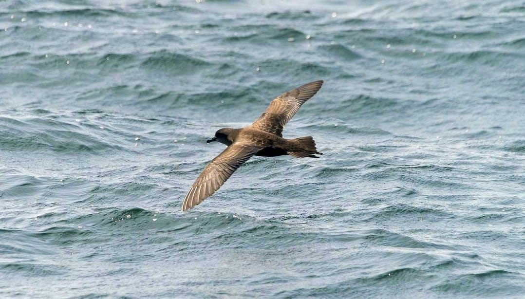 More than ever, Phillip Island’s short-tailed shearwater chicks need our help