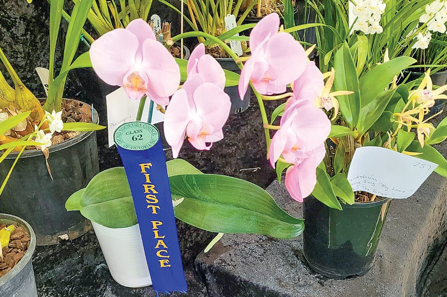 State’s best at Wonthaggi orchid show this week