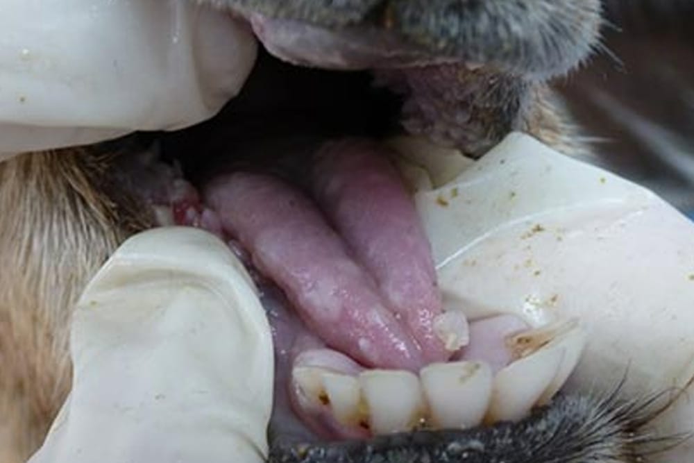 Nerves build over foot and mouth disease threat